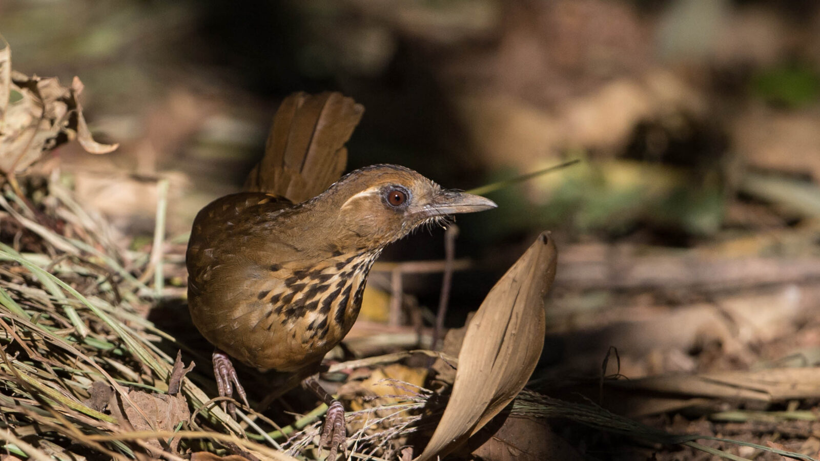 Spot-breasted Laughingthrush