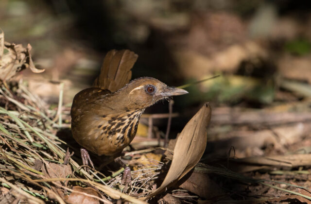 Spot-breasted Laughingthrush