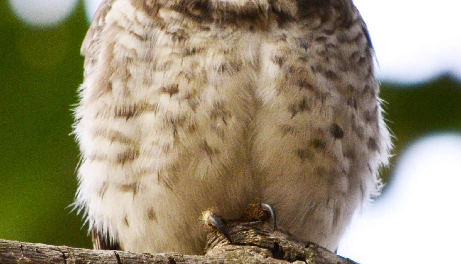 Spotted Owlet