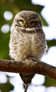 Spotted Owlet