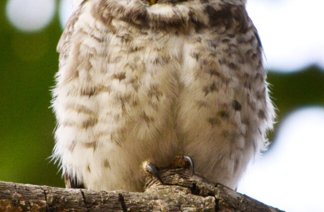 Spotted Owlet