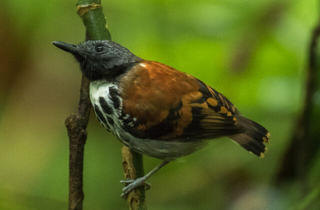 Spotted Antbird