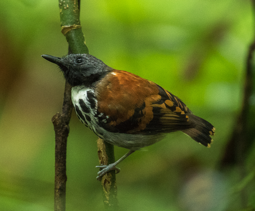 Spotted Antbird