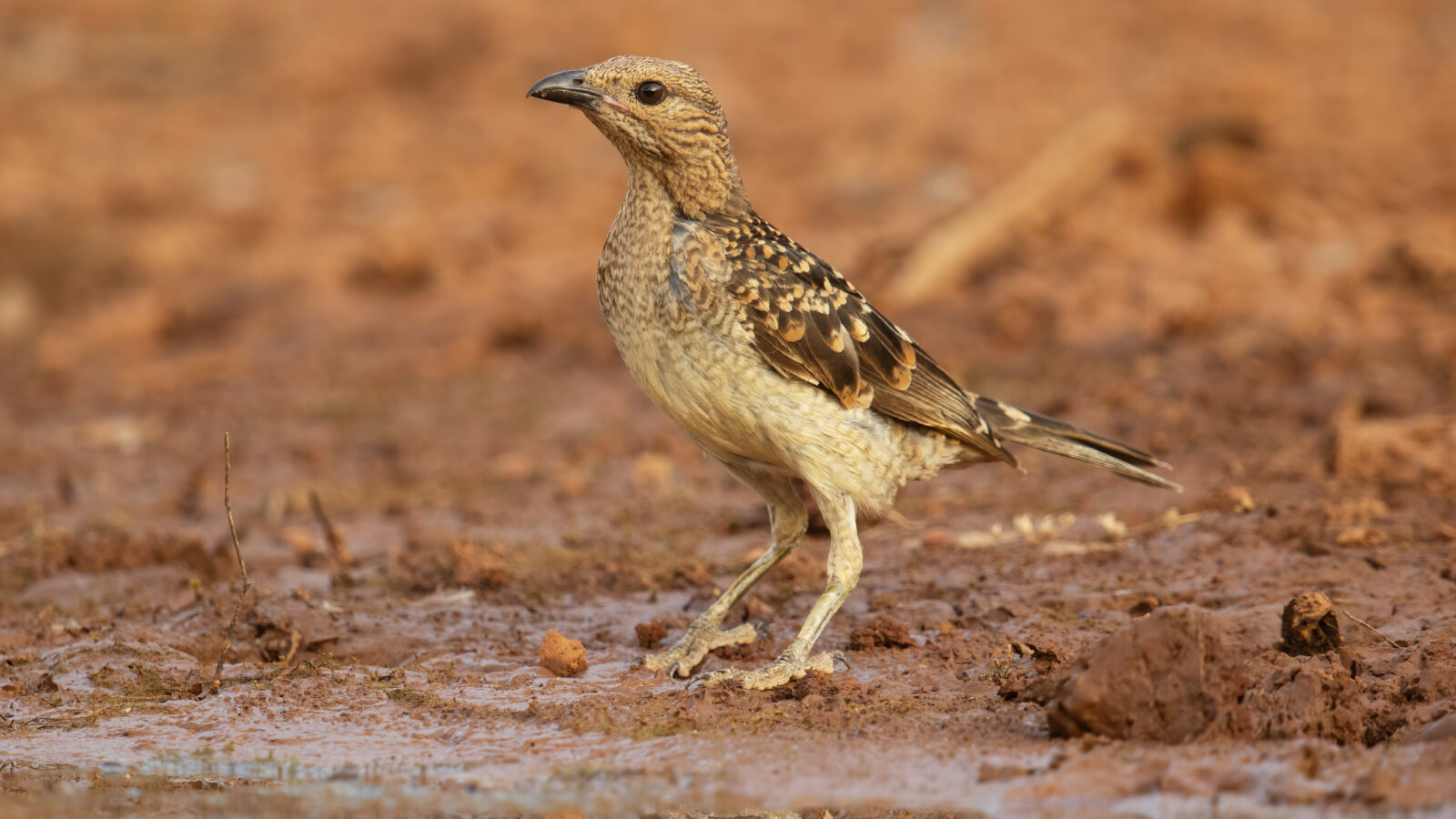 Spotted Bowerbird