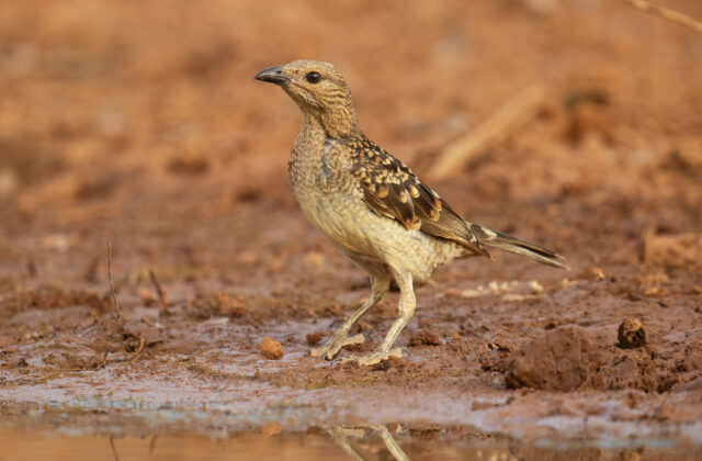 Spotted Bowerbird