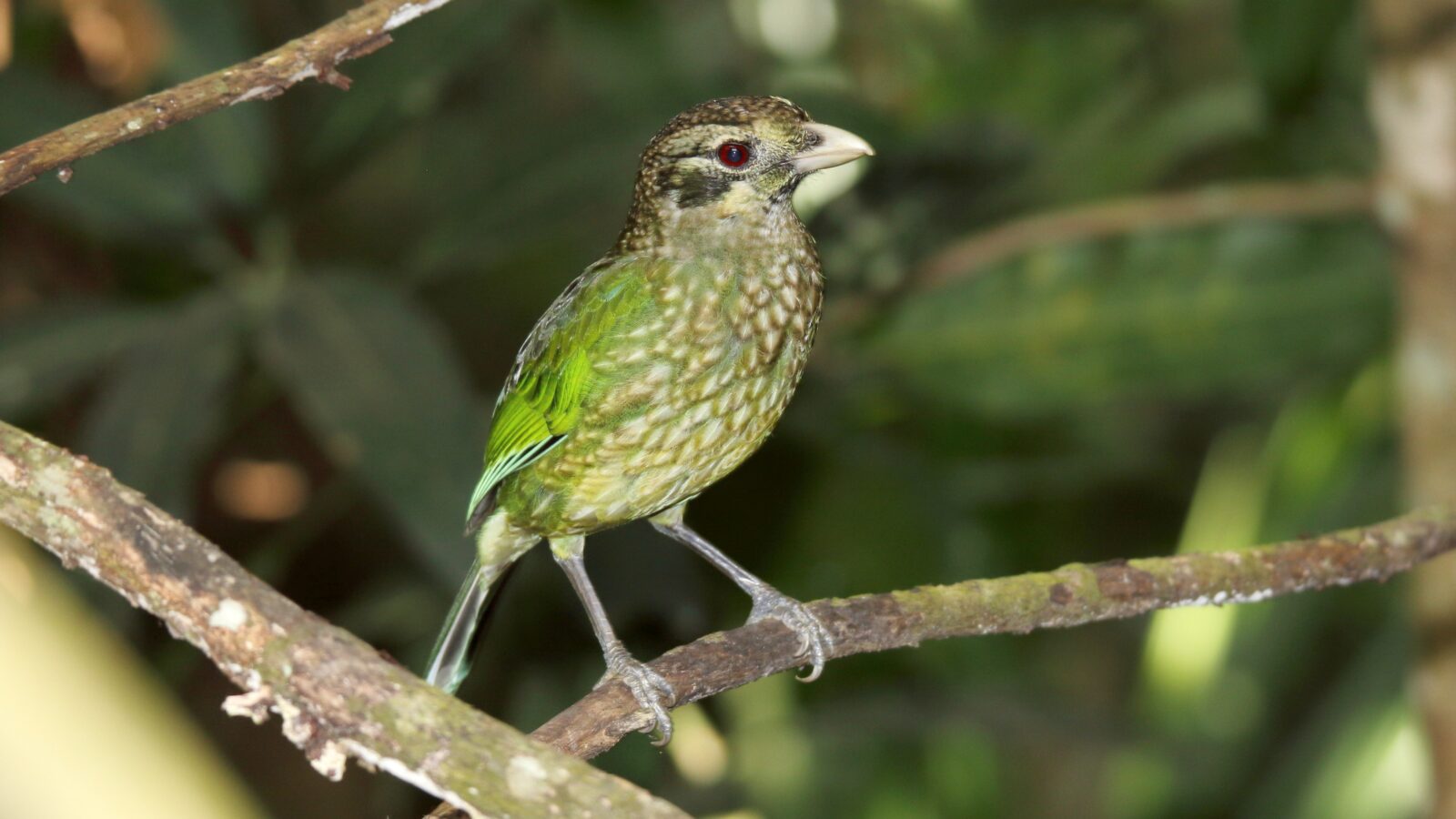Spotted Catbird