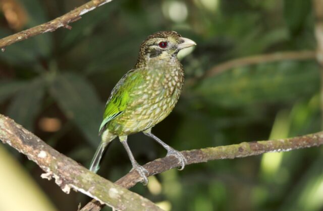 Spotted Catbird