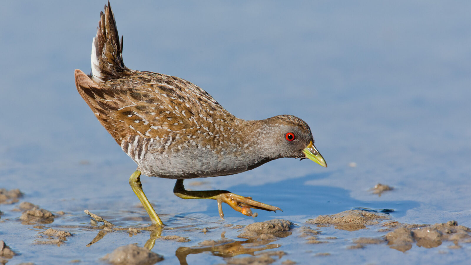 Australian Crake