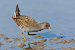 Australian Crake