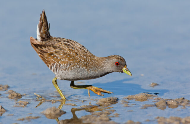 Australian Crake