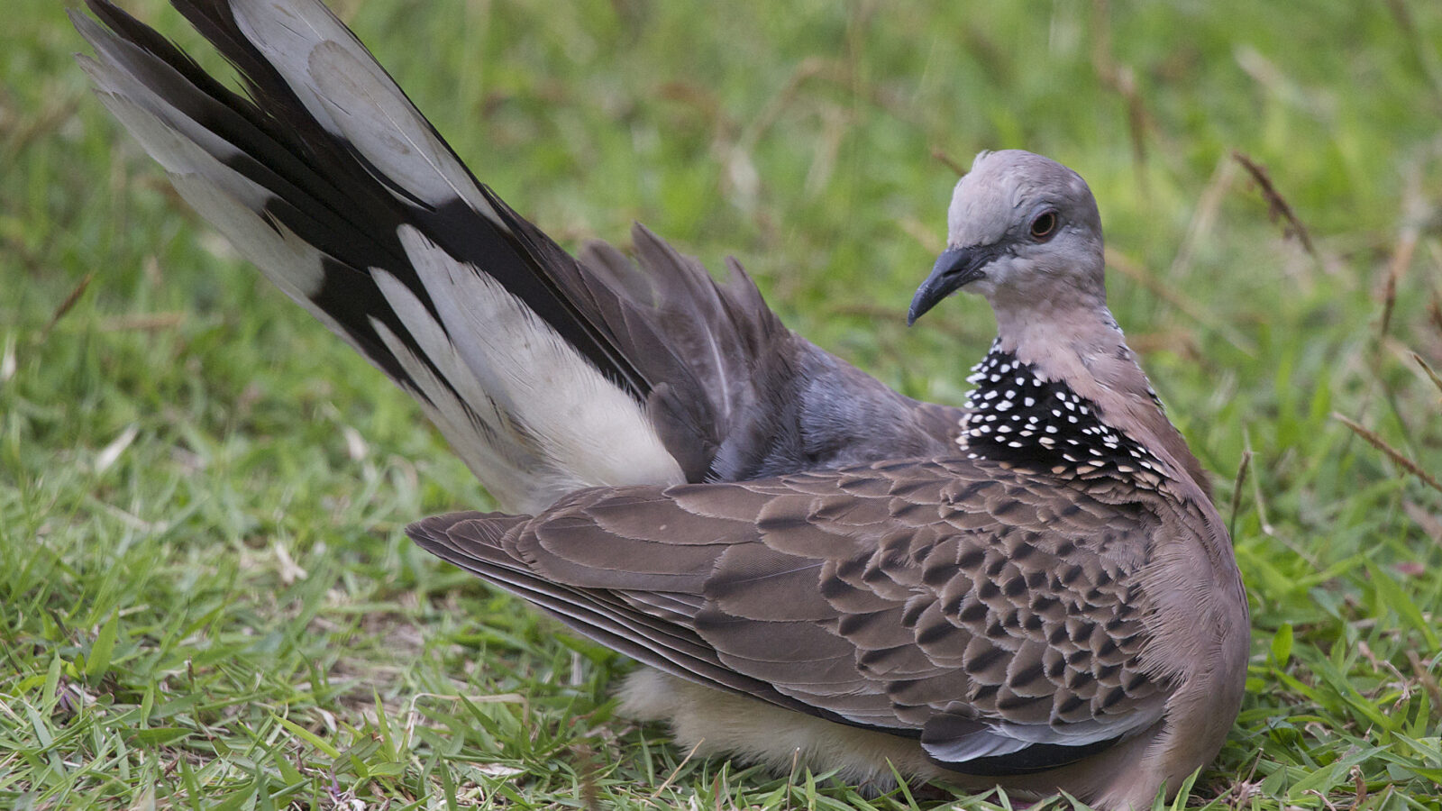 Spotted Dove