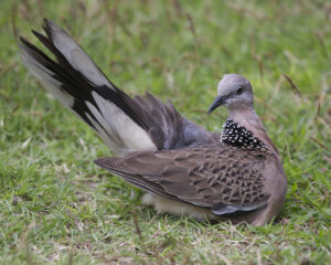 Spotted Dove