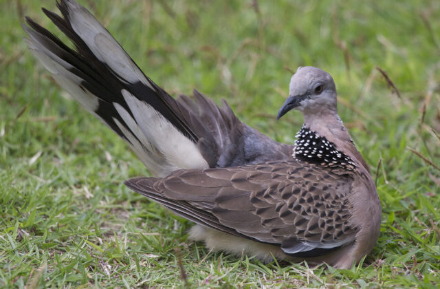 Spotted Dove
