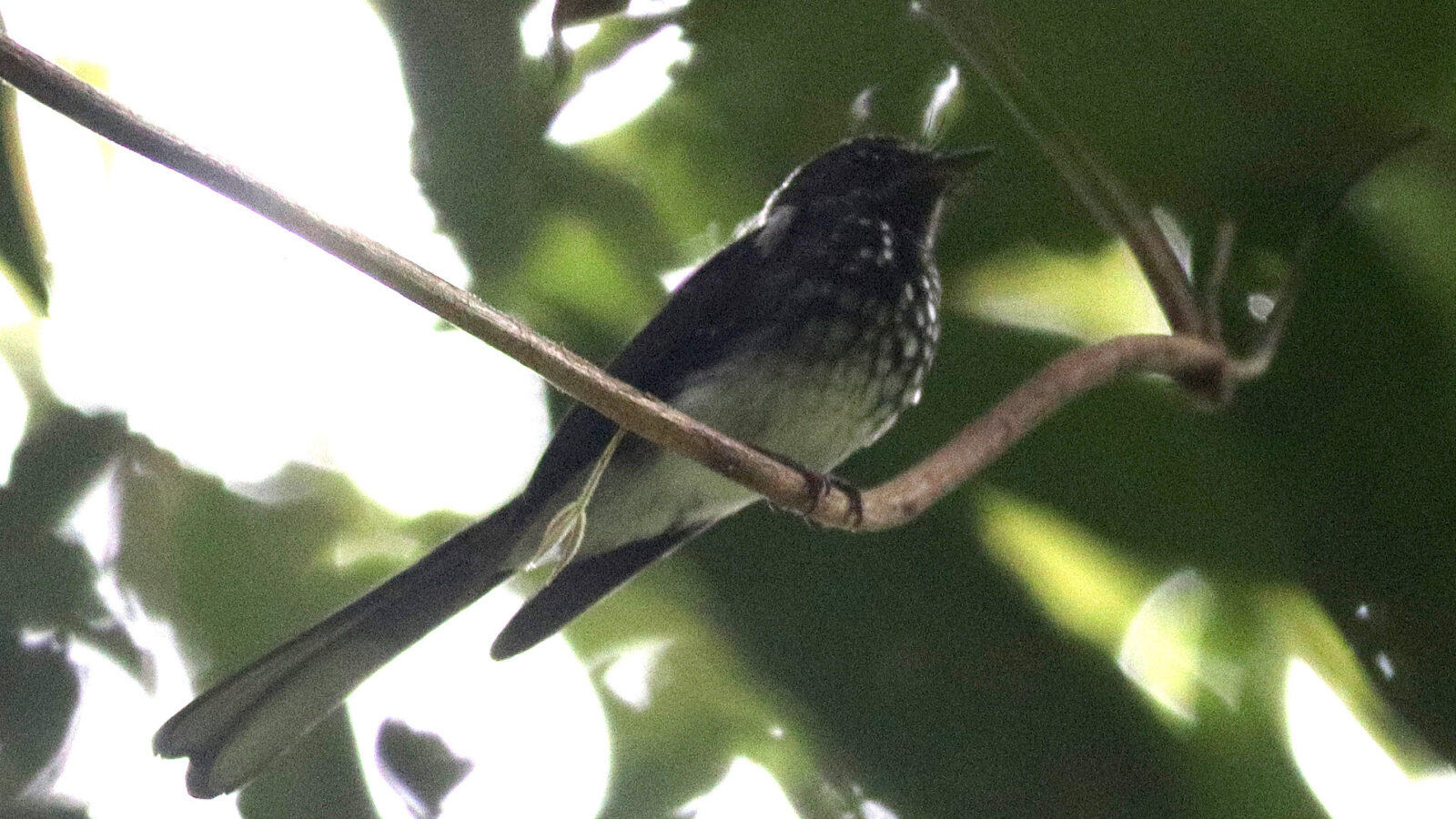 Spotted Fantail
