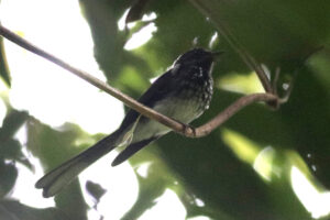 Spotted Fantail