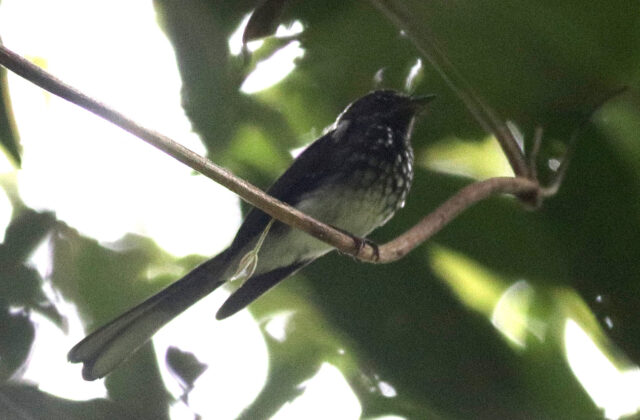 Spotted Fantail