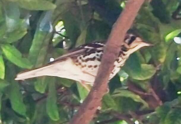 Spotted Ground Thrush