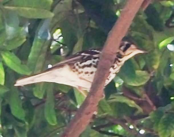 Spotted Ground Thrush