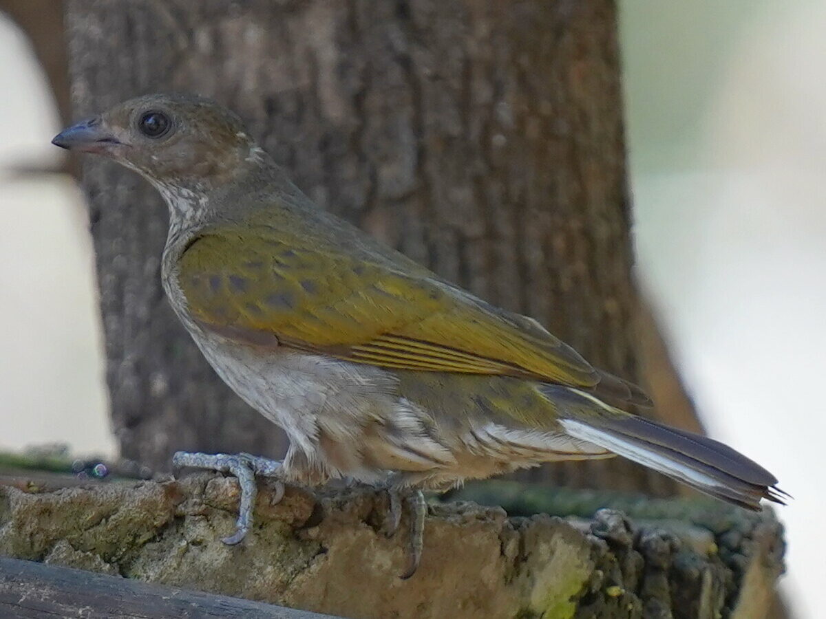 Spotted Honeyguide