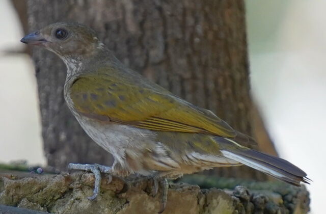 Spotted Honeyguide