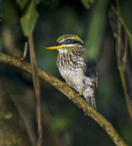 Spotted Wood Kingfisher