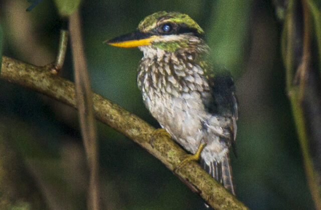 Spotted Wood Kingfisher