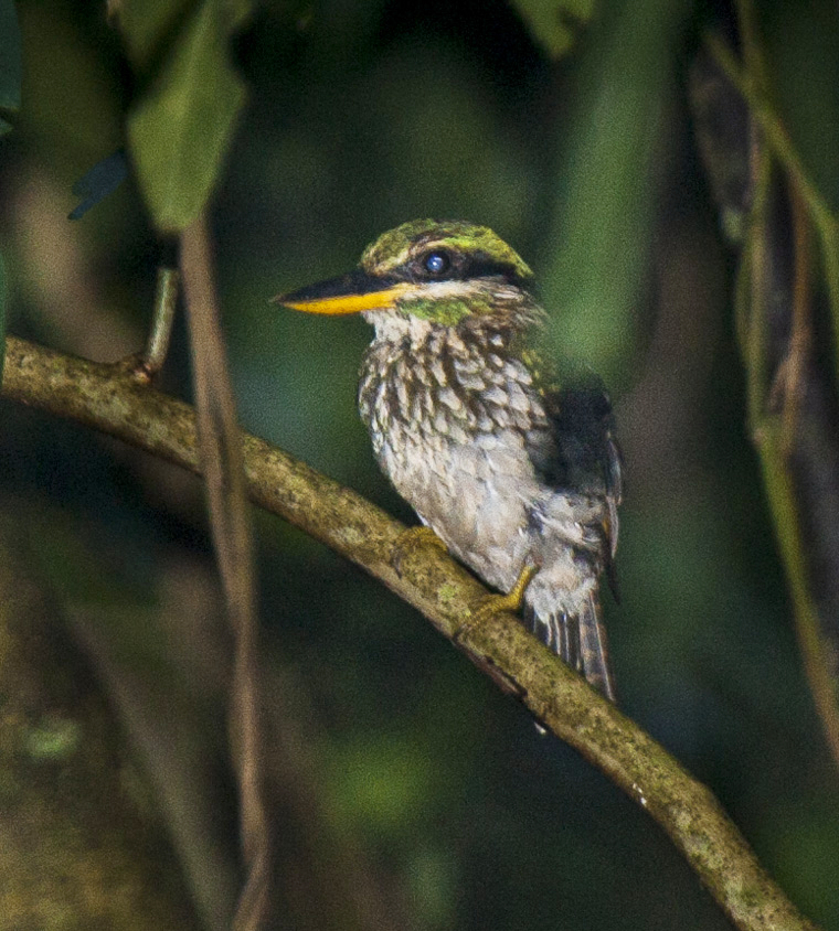 Spotted Wood Kingfisher