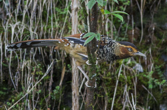 Spotted Laughingthrush