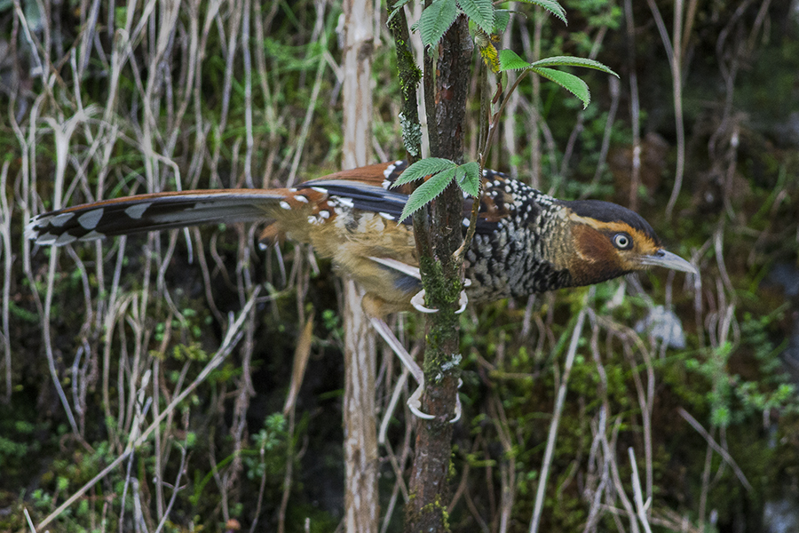 Spotted Laughingthrush