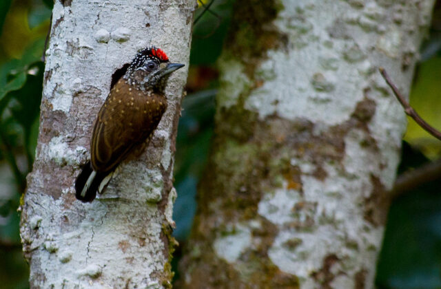 Spotted Piculet
