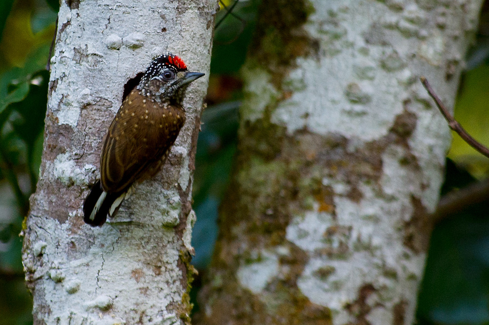 Spotted Piculet