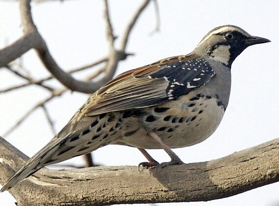 Spotted Quail-thrush