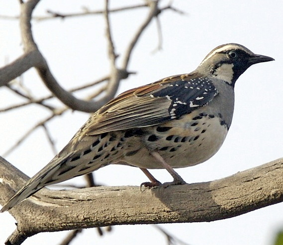 Spotted Quail-thrush