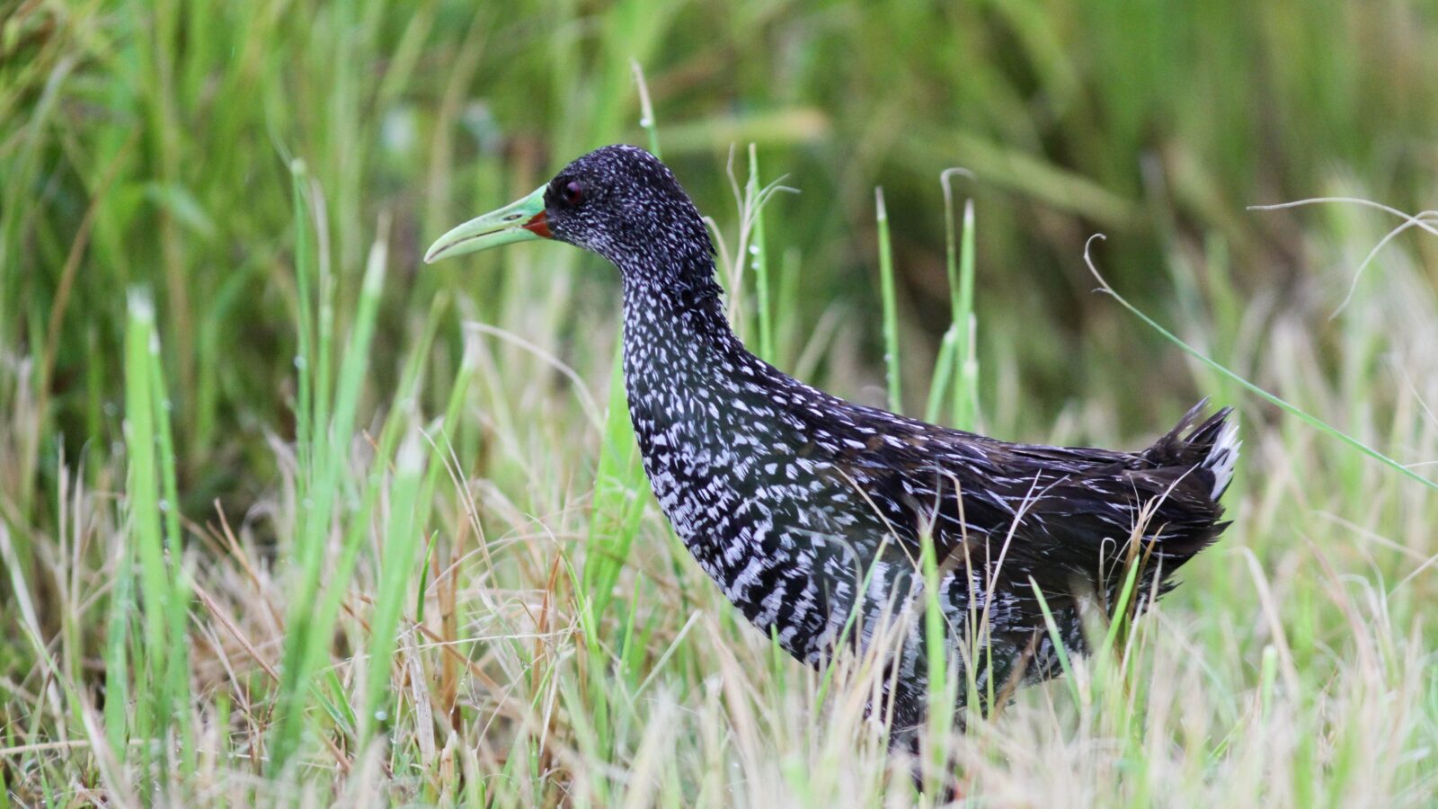 Spotted Rail