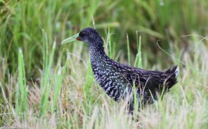 Spotted Rail