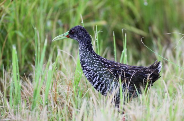 Spotted Rail