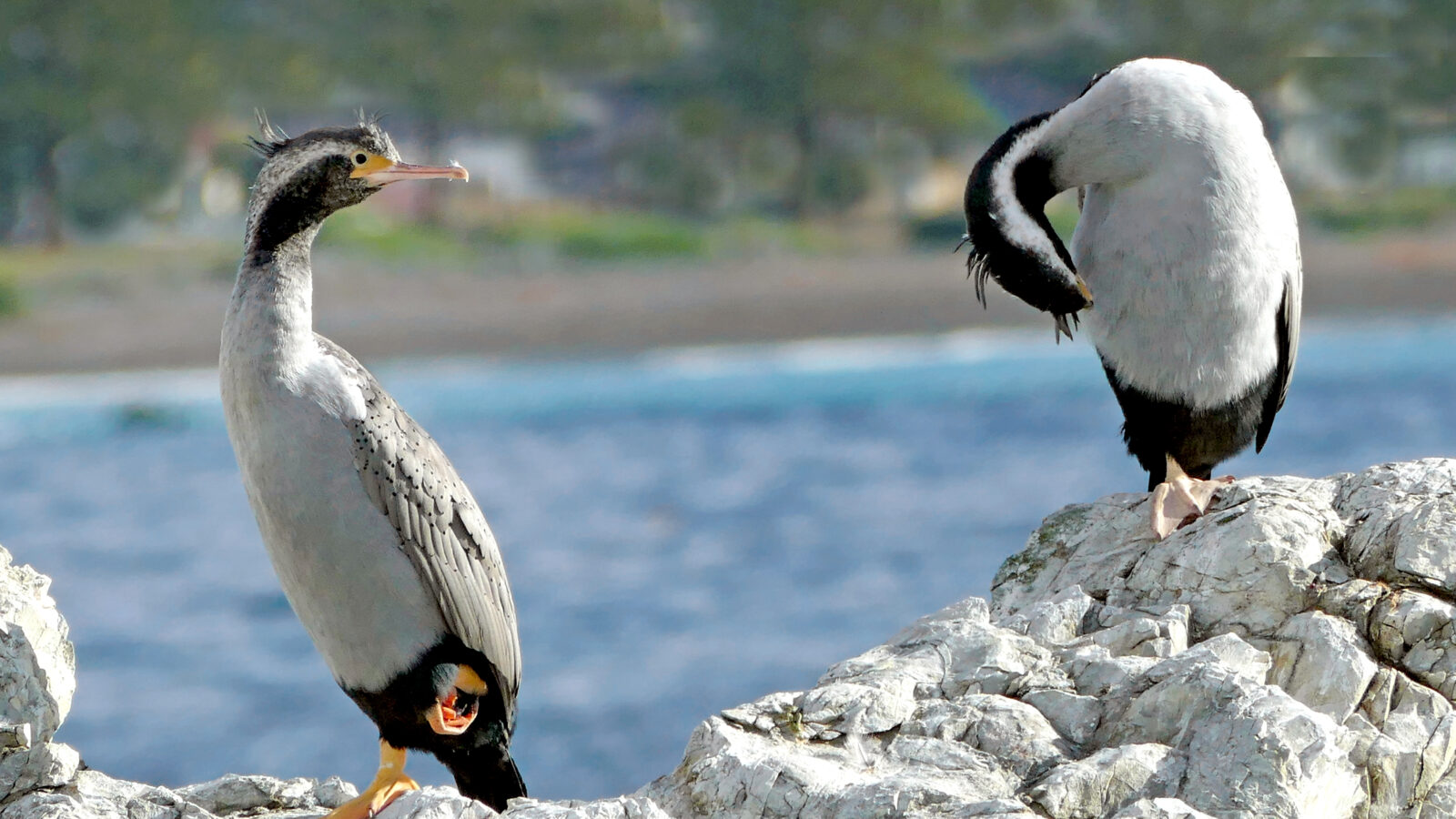 Spotted Shag