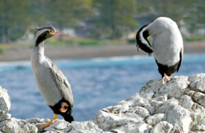 Spotted Shag