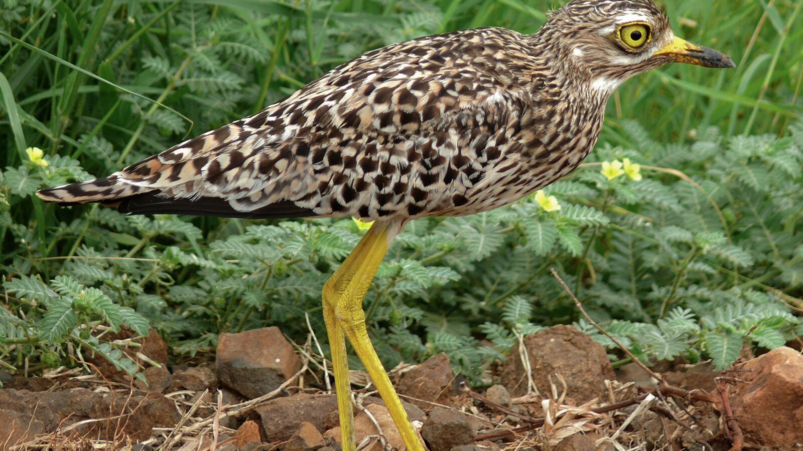 Spotted Thick-knee