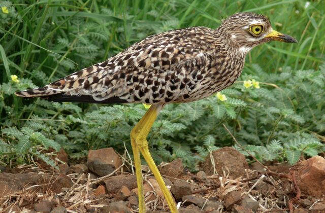 Spotted Thick-knee