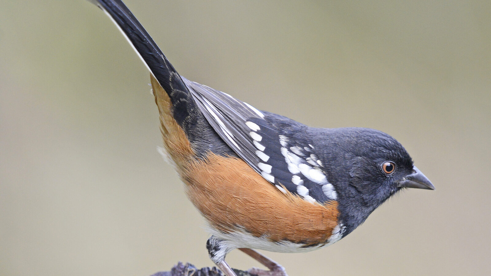 Spotted Towhee