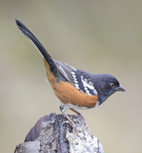 Spotted Towhee