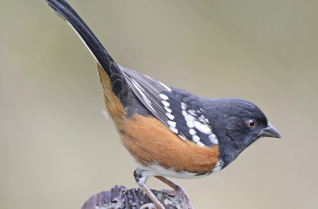 Spotted Towhee