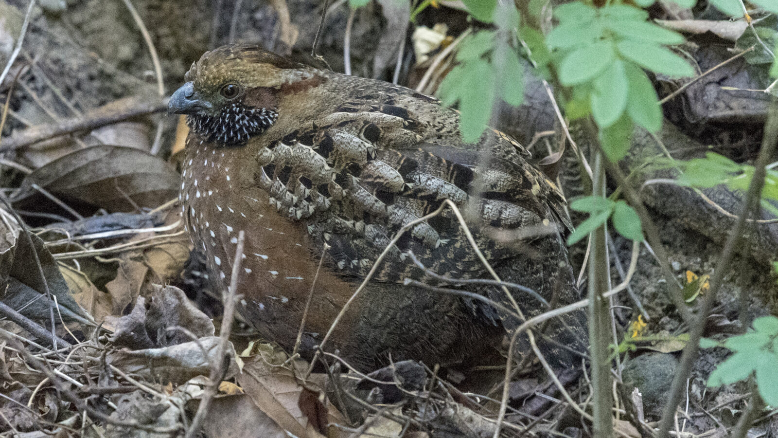 Spotted Wood Quail