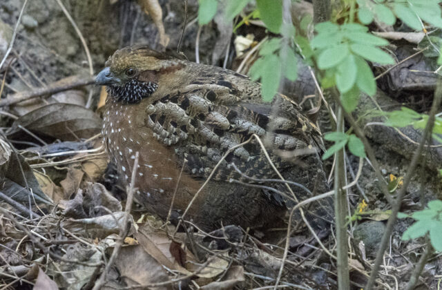 Spotted Wood Quail