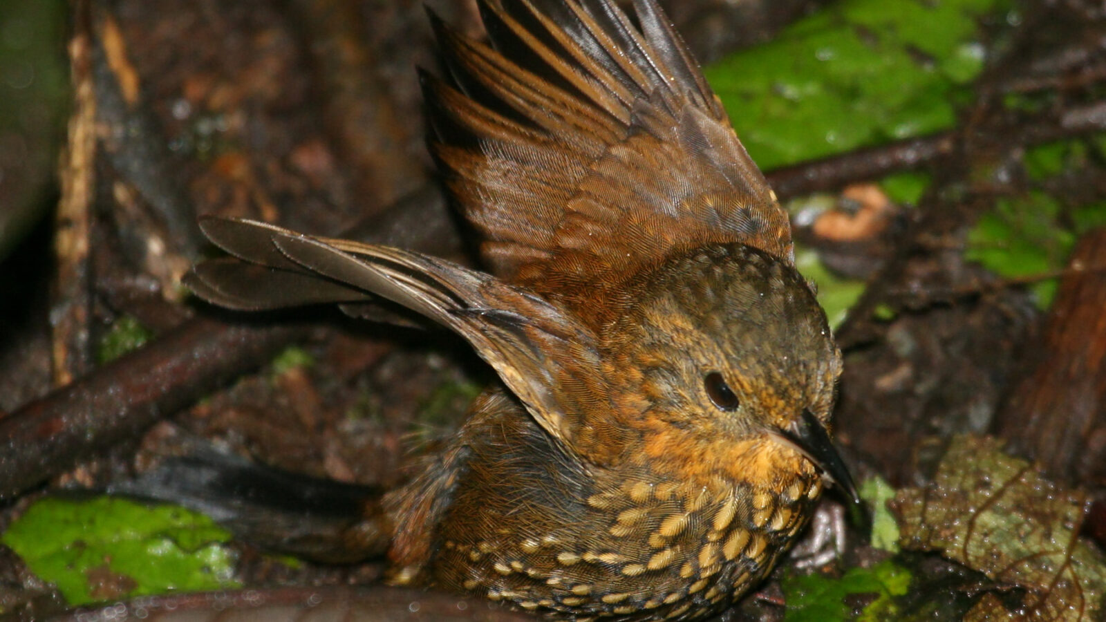 Spotted Barbtail