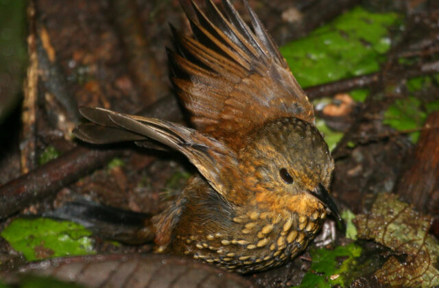 Spotted Barbtail