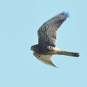 Spotted Kestrel