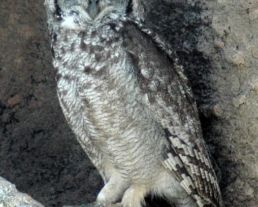 Spotted Eagle-Owl