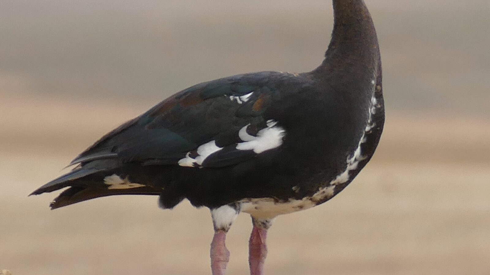 Spur-winged Goose